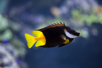 Bicolor Foxface (Siganus Uspi)
