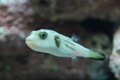 Narrow Line Puffer (Arothron Manilensis)