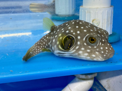 Stars and Stripes Puffer (Arothron Hispidus)
