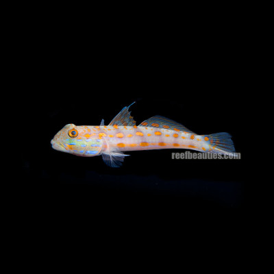 Diamond Goby (Valenciennea Puellaris)