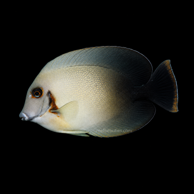Halfblack Mimic Tang (Acanthurus Chronixis)