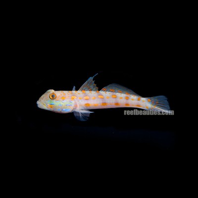 Diamond Goby (Valenciennea Puellaris)