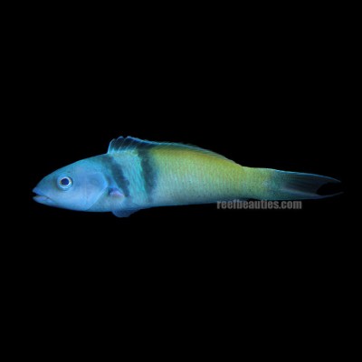 Bluehead Wrasse (Thalassoma Bifasciatum)