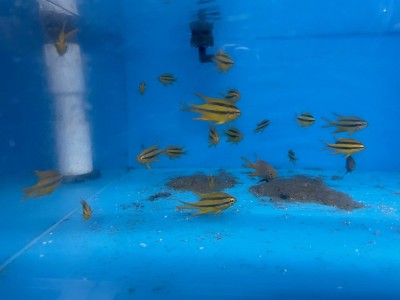 Black and Gold Chromis (Neoglyphidodon Nigroris)