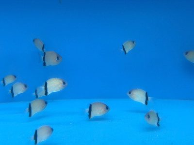 Black Bar Chromis (Chromis retrofasciata)