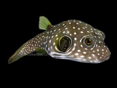 Stars and Stripes Puffer (Arothron Hispidus)