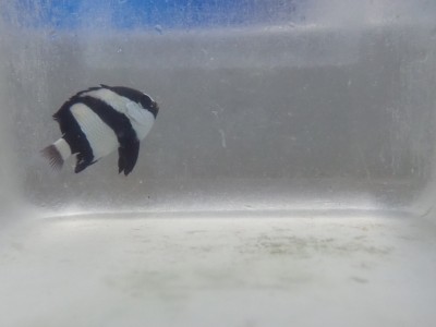 Three Striped Damsel (Dascylus Aruanus)