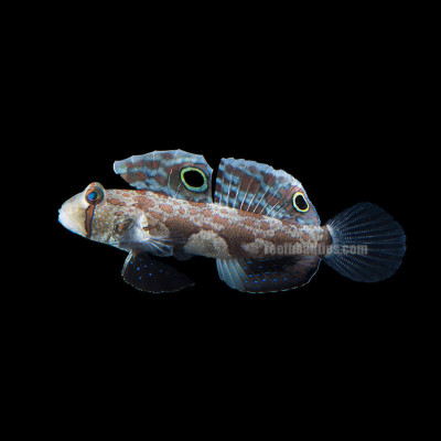 Twin Spot Goby (Signigobius Biocellatus)