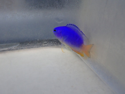 Blue and Gold Damsel (Pomacentrus Coelestis)