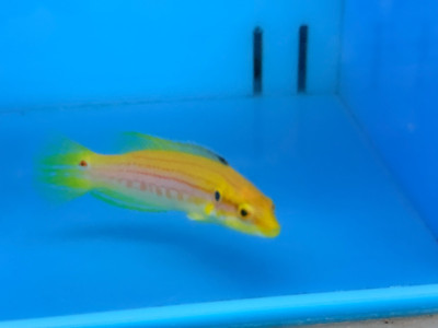 Two Spot Hogfish (Bodianus Bimaculatus)