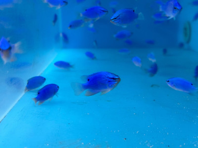 Blue Damsel (Chrysiptera Cyanea)