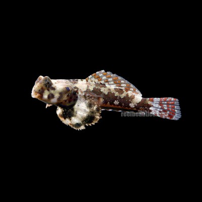 Scooter Blenny (Synchiropus Ocellatus)