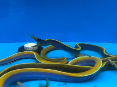 Blue Ribbon Eel EXPERT (Rhinomuraena Quaesita)