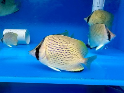 Speckled Butterfly (Chaetodon Miliaris)