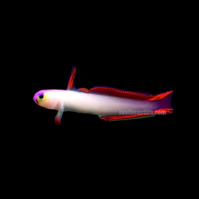 Purple Firefish Goby (Nemateleotris Decora)