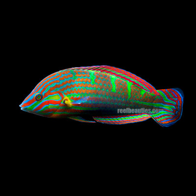 Wardley (Melanurus) Wrasse (Halichoeres Melanurus)