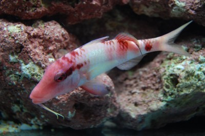Goatfish (Parupeneus Barberinus)