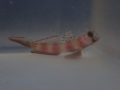 Leopard Goby (Amblygobious Phalaena)