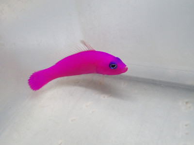 Pseudo Chromis Purple (Pseudochromis Porphyreus)