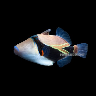 Rectangulatus Trigger (Rhinecanthus Rectangulus)