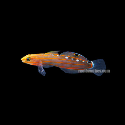 Hector Goby (Koumansetta Hectori)