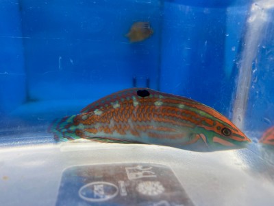 Green Christmas Wrasse Fiji (Halichoeres Claudia)
