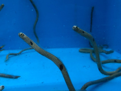 Garden Eel EXPERT (Heteroconger Hassi)