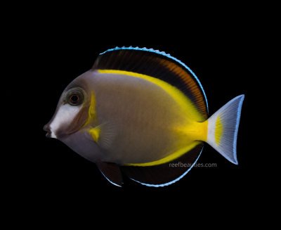 Powder Brown Tang (Acanthurus Japonicus)