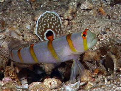Randalli Goby EXPERT (Amblyeleotris Randalli)