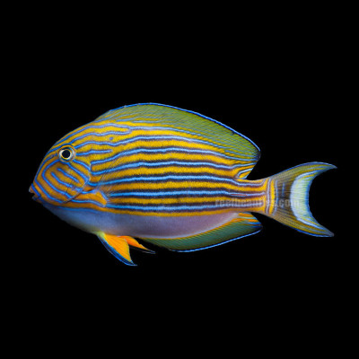 Clown Tang (Acanthurus Lineatus)
