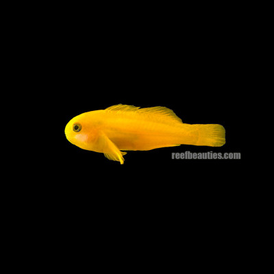 Yellow Clown Goby (Gobiodon Okinawae)