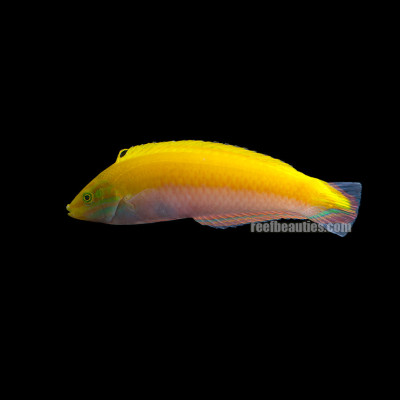 Yellow and Purple Wrasse (Halichoeres Leucoxanthus)