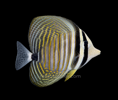 Desjardini Sailfin Tang (Zebrasoma Desjardinii)