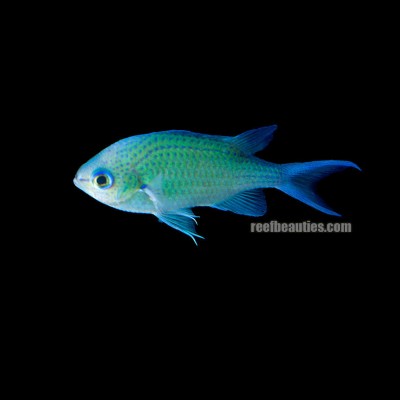 Green Reef Chromis (Chromis Viridis)