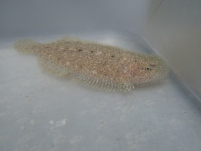 Tropical Flounder (Bothidae Pleuronectidae)