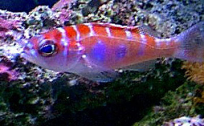 Chalk Bass (Serranus Tortugarum)