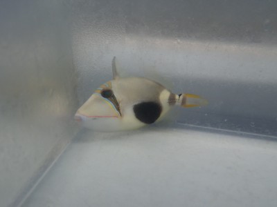 Bursa Trigger (Rhinecanthus Verrucosus)