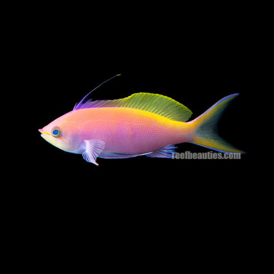 Bartlett's Anthias (Pseudanthias Bartlettorum)