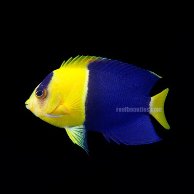 Bicolor Angel (Centropyge Bicolor)