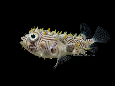 Spiny Puffer (Chilomycterus Schoepfi)