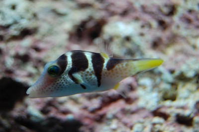 Saddle Puffer (Canthigaster Coronata)