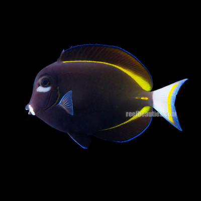 Gold Rimmed Tang EXPERT (Acanthurus Nigricans)