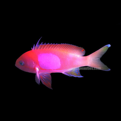 Squareback Anthias Male (Pseudanthias Pleurotaenia)