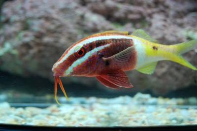 Goatfish Bicolor (Parupeneus Barberinoides)