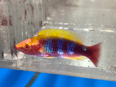 Lubbock Fairy Wrasse (Cirrhilabrus Lubbocki)