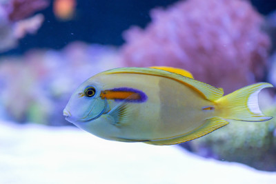 Orange Shoulder Tang (Acanthurus Olivaceus)