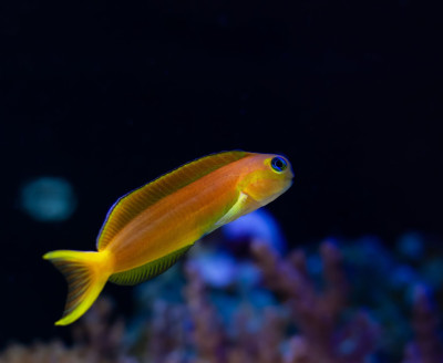 African Midas Blenny (Ecsenius Midas)