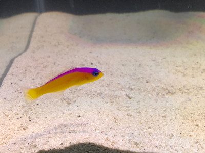 Pseudo Chromis Bicolor (Pseudochromis Paccagnellae)