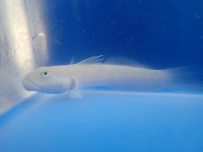 Ladder Glider (Valenciennea Sexguttata)