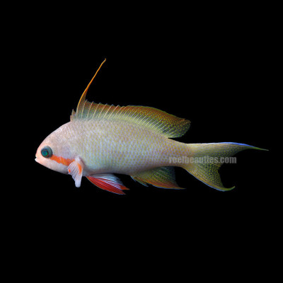 Huchtii Anthias (Pseudanthias Huchtii)